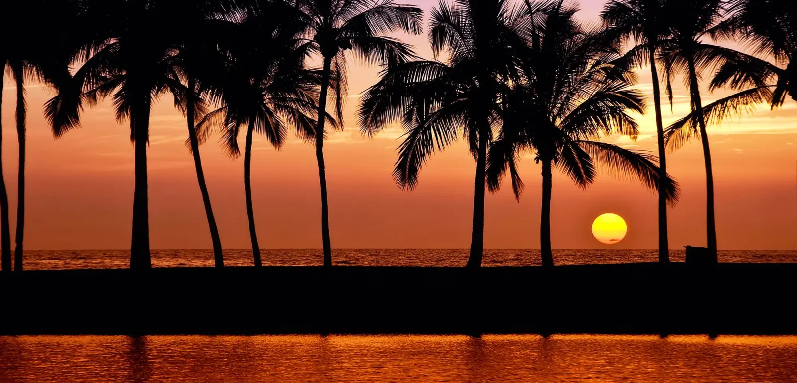 Golden, orange Hawaiian sunset with ocean and palm trees backlit in foreground